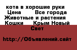 кота в хорошие руки › Цена ­ 0 - Все города Животные и растения » Кошки   . Крым,Новый Свет